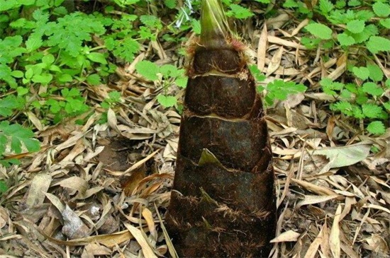 竹子是草本植物还是木本植物