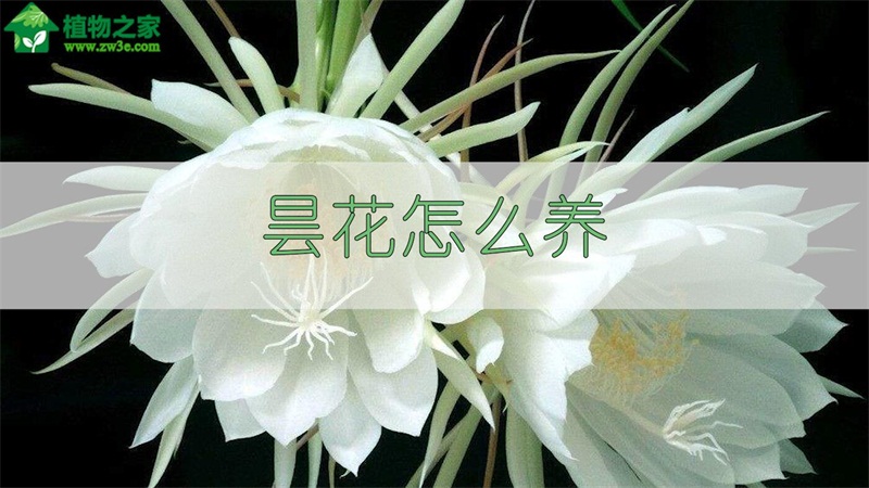 昙花怎么养