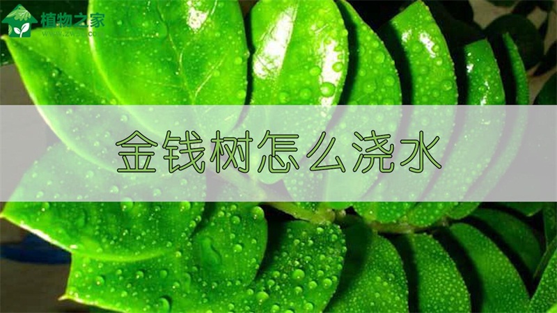 金钱树怎么浇水