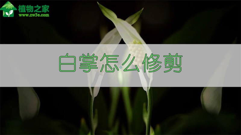 白掌怎么修剪