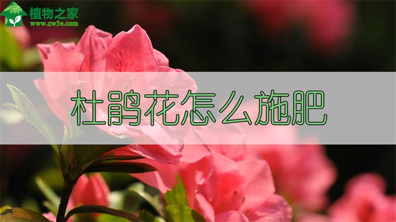 杜鹃花怎么施肥