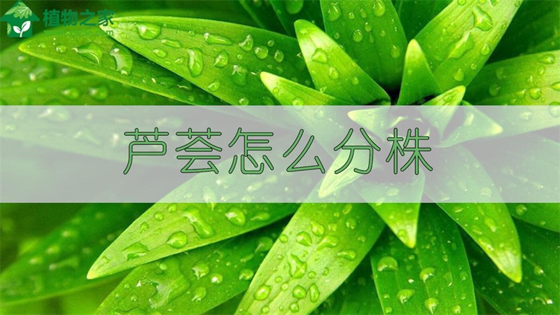 芦荟怎么分株