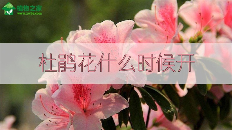 杜鹃花什么时候开