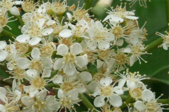 石楠花什么时候开，石楠花花期在4～5月