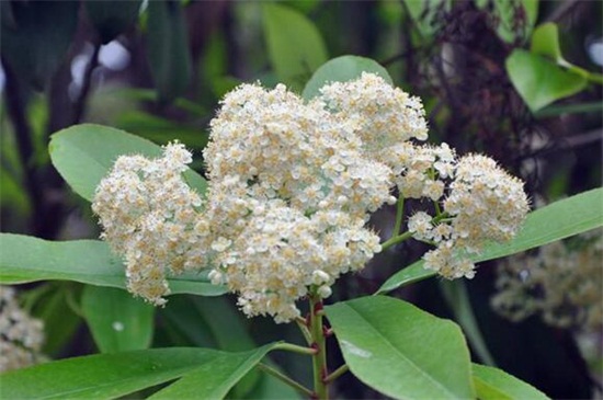 石楠花什么时候开，石楠花花期在4～5月