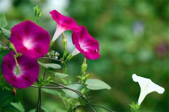 牵牛花开放的过程，从闭合花苞变为喇叭状花朵