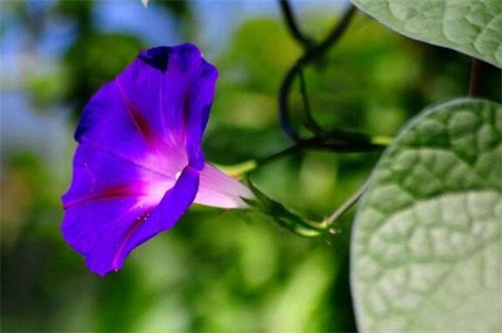 牵牛花开放的过程，从闭合花苞变为喇叭状花朵