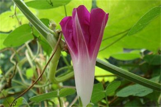 牵牛花开放的过程，从闭合花苞变为喇叭状花朵