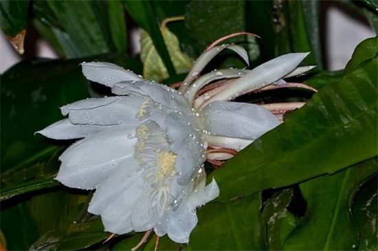 昙花水培方法，4个步骤水培繁殖昙花