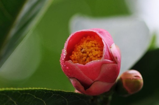 茶花为什么掉花苞，严重缺水出现肥害