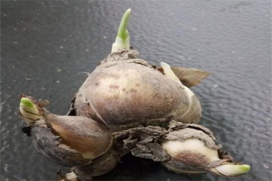 怎样盆栽水仙花，处理鳞茎后进行土培或水培