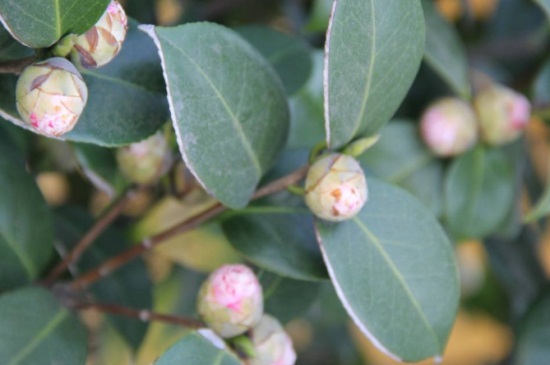 茶花花苞期施肥，稀薄磷钾肥料可延长花期