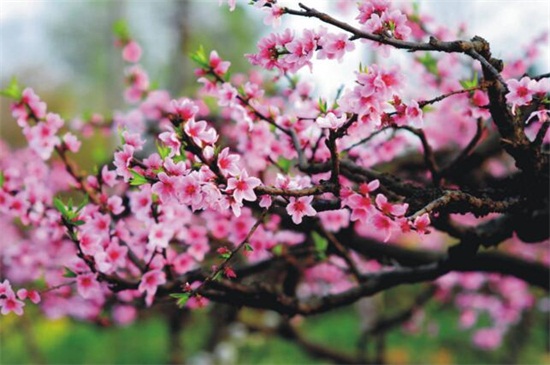 桃花盛开是什么季节，花期在春季3～4月