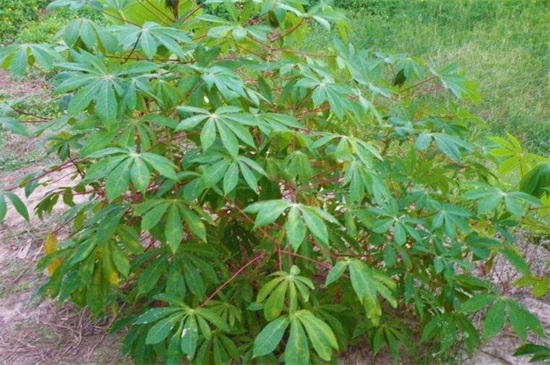 大戟科植物有哪些，虎刺梅和一品红