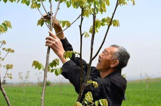 1一4年核桃树如何修剪，分层修剪并处理背后枝