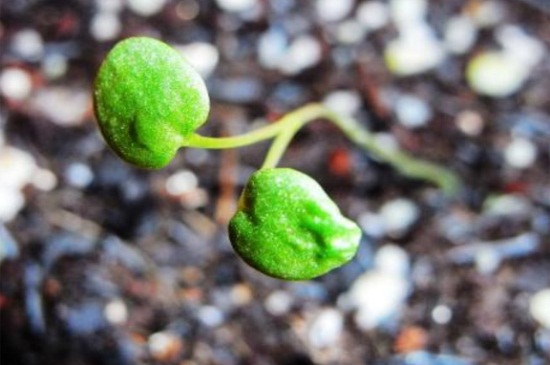 如何让非洲菊种子发芽，浇水润土以及撒播种植