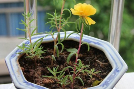 如何让非洲菊种子发芽，浇水润土以及撒播种植