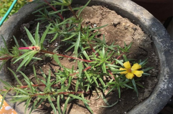 冬天太阳花苗种植方法，4个步骤种植太阳花苗