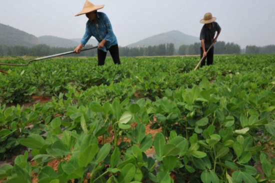 花生播种时间和成熟时间，4～5月播种秋季可成熟