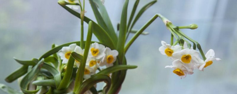 水仙花的花语和寓意