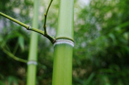 为什么院里不栽竹子，风水不好易招阴气