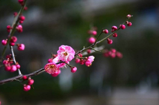 家里种红梅的寓意，吉祥幸福可保家人平安