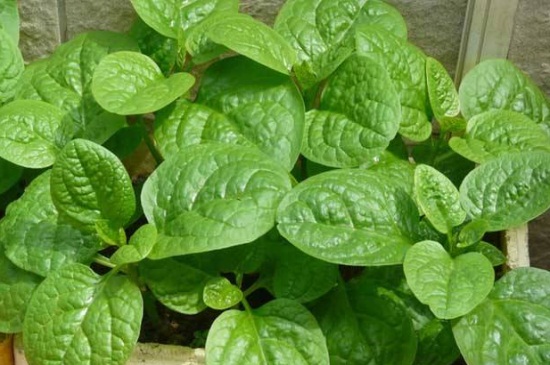 木耳菜种植适宜温度，20℃～30℃之间种植最佳