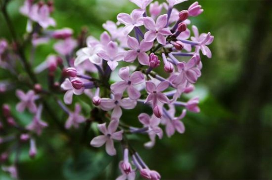 丁香花几天浇一次，日常每隔10天浇水一次