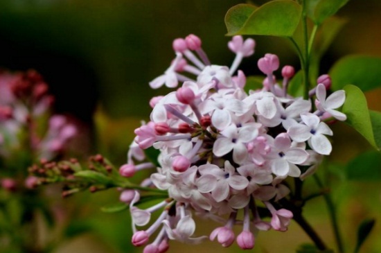 丁香花几天浇一次，日常每隔10天浇水一次