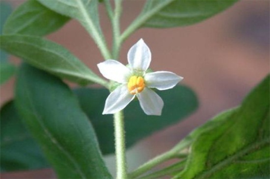 冬珊瑚的花期管理，施加磷钾液肥减少浇水