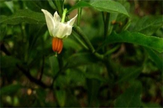 冬珊瑚的花期管理，施加磷钾液肥减少浇水