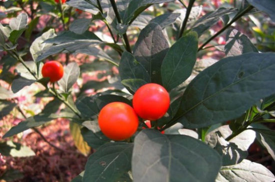 冬珊瑚的花期管理，施加磷钾液肥减少浇水