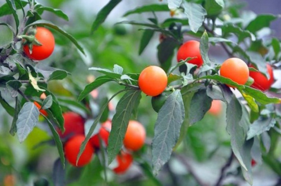 冬珊瑚的花期管理，施加磷钾液肥减少浇水