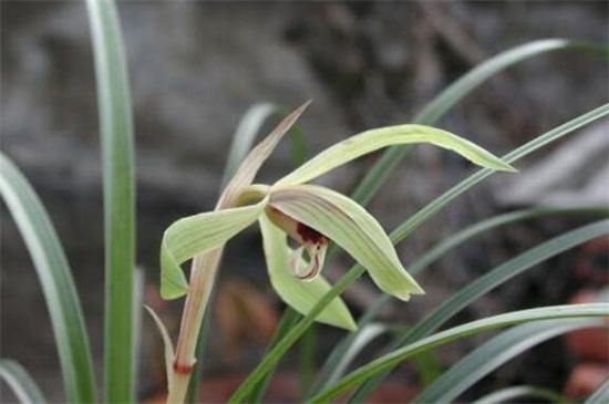 春兰常见病害及防治办法，鞘锈菌加强通风洒药防治