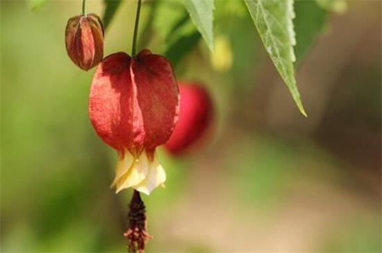 蔓性风铃花叶子发蔫怎么办