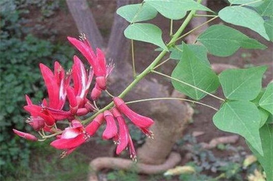 龙牙花的病虫害及其防治，枯萎病加强管理防治