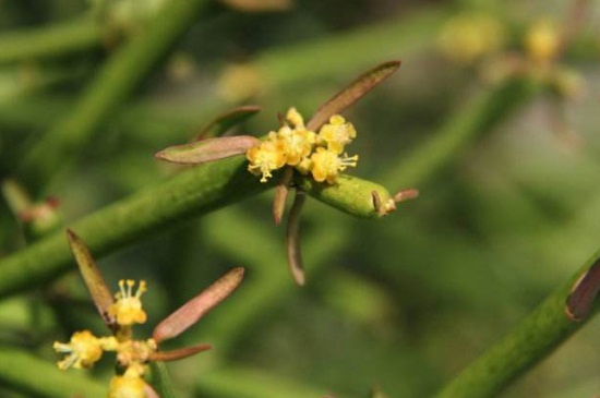 光棍树开花吗，盛夏开黄白小花