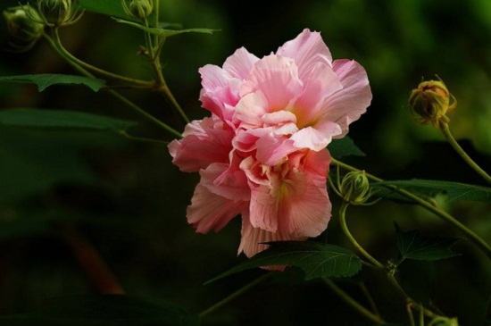 木芙蓉花怎么修剪，幼期摘心并徒长枝修剪