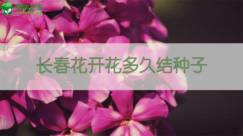 长春花开花多久结种子