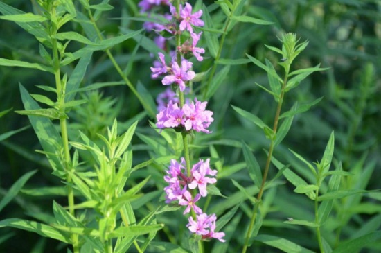 千屈菜什么时候开花，花期在7～9月份期间