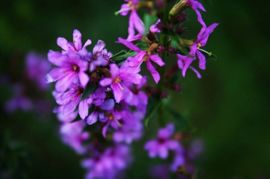 千屈菜什么时候开花，花期在7～9月份期间