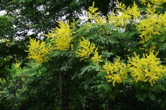 栾树什么时候开花，6～9月份开花