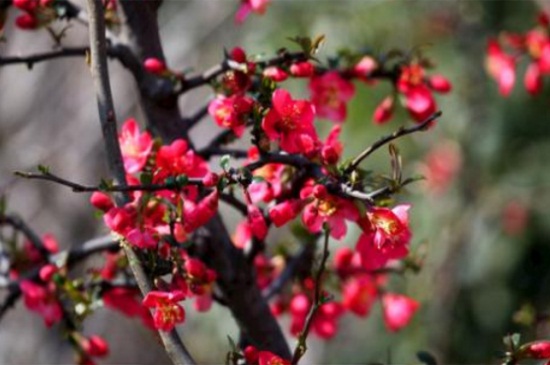 红梅花怎么养，追施薄肥防治虫害