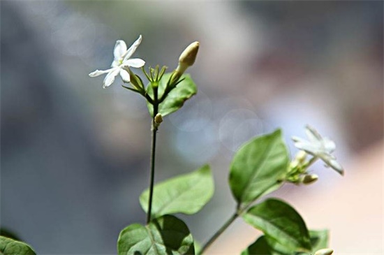 茉莉花一年开花三次要怎么养，追施有机肥施加叶面肥