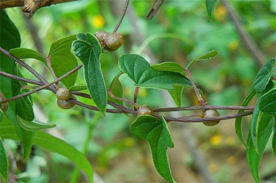 如何种植山药豆，4个步骤种植山药豆