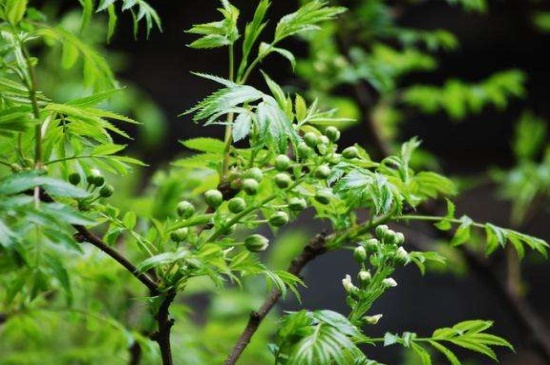 文冠果的病害及其防治，黄花病需病叶拆除药剂喷杀