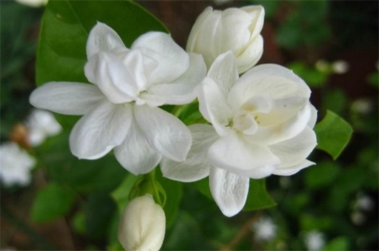 茉莉花冬季室内能开花吗，养护得当冬季可开花