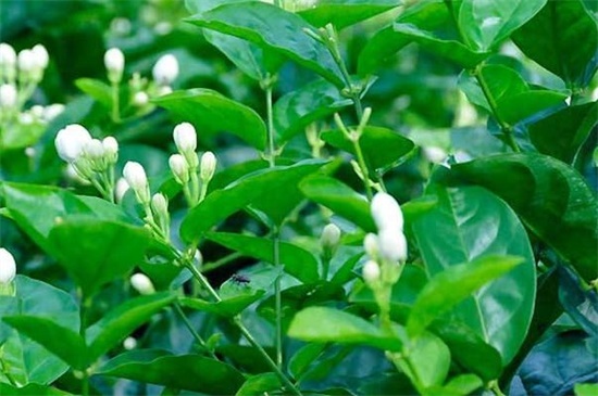 茉莉花冬季室内能开花吗，养护得当冬季可开花