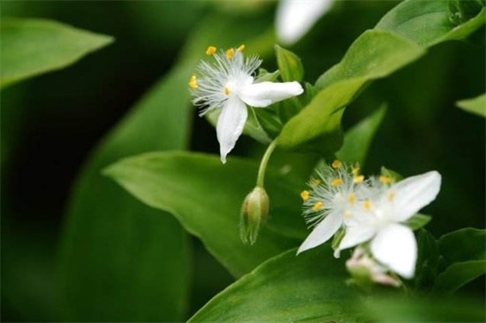 牡丹吊兰和白花紫露草的区别，属性外形特征各不同