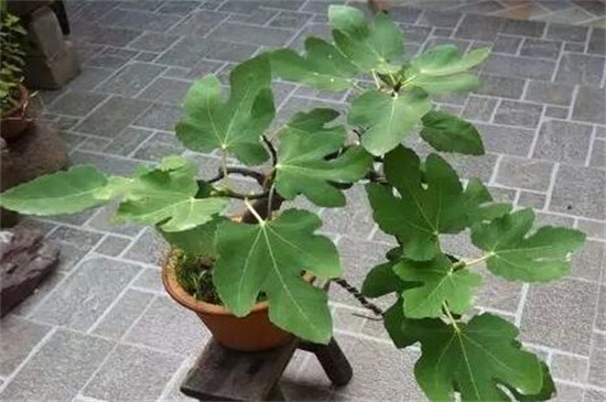 无花果种植条件，肥沃土壤环境温度